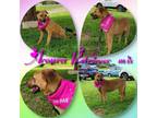 Adopt Aroura a Red/Golden/Orange/Chestnut Retriever (Unknown Type) / Mixed Breed