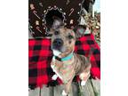 Adopt Ginger a Red/Golden/Orange/Chestnut - with Black Catahoula Leopard Dog /