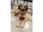 Adopt Olivia a Red/Golden/Orange/Chestnut Australian Shepherd / Spaniel (Unknown