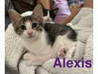 Adopt Alexis a American Bobtail, Domestic Short Hair