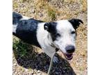 Adopt Daisy - Loves Big Dogs and Fetch! a Cattle Dog