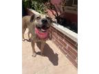 Adopt Cheetah a Brown/Chocolate Pit Bull Terrier / Mixed dog in Chula Vista