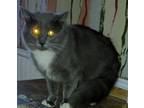 Adopt Pico a Gray or Blue (Mostly) Ragdoll (long coat) cat in Dallas