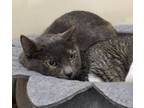 Adopt Martini a Calico or Dilute Calico Domestic Shorthair (short coat) cat in
