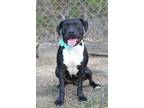 Adopt Oreo - Adoptable a Pit Bull Terrier, Mixed Breed