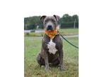 Adopt Bluey - Adoptable a Pit Bull Terrier, Mixed Breed
