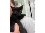 Adopt JoJo - Adoptable a Domestic Medium Hair