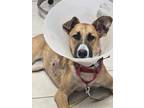 Adopt Jasmine a Mixed Breed