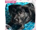Adopt Sahara a Mixed Breed