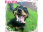 Adopt Wamba Wanda a Mixed Breed