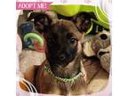 Adopt Velociraptor a Mixed Breed