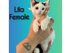 Adopt Lila a Domestic Short Hair