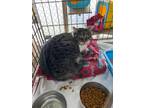 Adopt Robin a Domestic Shorthair / Mixed (short coat) cat in Darlington