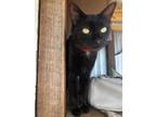 Adopt Tweedle Dee a Domestic Short Hair