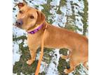 Adopt Bonnie a Mixed Breed