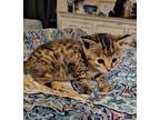Adopt Polka Dot a Domestic Short Hair, Bengal