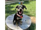 Adopt Amiri a Mixed Breed