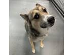 Adopt Cayenne a Siberian Husky, Mixed Breed