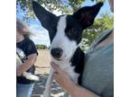 Adopt Clover a Terrier, Rat Terrier