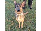 Adopt Leifi a German Shepherd Dog