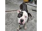 Adopt Faith a Pit Bull Terrier
