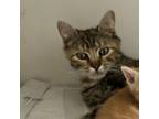 Adopt Genevieve a Domestic Short Hair