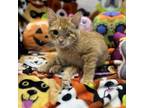 Adopt Benny a Domestic Short Hair