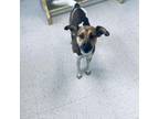 Adopt Trinity a Mixed Breed