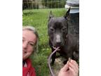 Adopt Sunbury #126 Betty Sawdust a Pit Bull Terrier