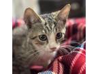 Adopt Coral a Domestic Short Hair