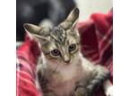 Adopt Jellyfish a Domestic Short Hair