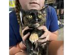 Adopt Fluttershy a Domestic Short Hair