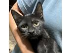 Adopt Tide a Domestic Short Hair