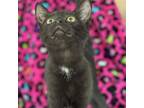 Adopt Starfish a Domestic Short Hair