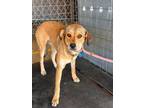Adopt Chippewa a Labrador Retriever, Shepherd
