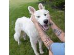 Adopt Powder a Great Pyrenees