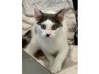 Adopt Tinker a Turkish Van