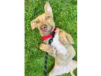 Adopt Jolene a Labrador Retriever, Mixed Breed