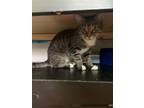 Adopt Sake a Domestic Short Hair