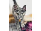Adopt Sparkles a Domestic Medium Hair