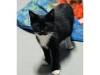 Adopt Bucee a Domestic Short Hair