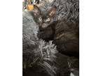Adopt Ditto a Domestic Short Hair