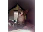Adopt Ethel a Domestic Short Hair