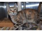 Adopt Chick a Domestic Short Hair