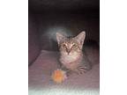 Adopt Lucy a Domestic Short Hair