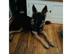 Adopt Marnie a German Shepherd Dog