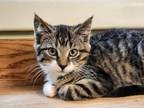 Adopt Priscilla a Domestic Short Hair