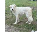 Adopt Siri a Great Pyrenees