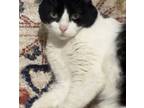 Adopt Kydd a Domestic Short Hair