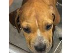Adopt Debbie a Boxer